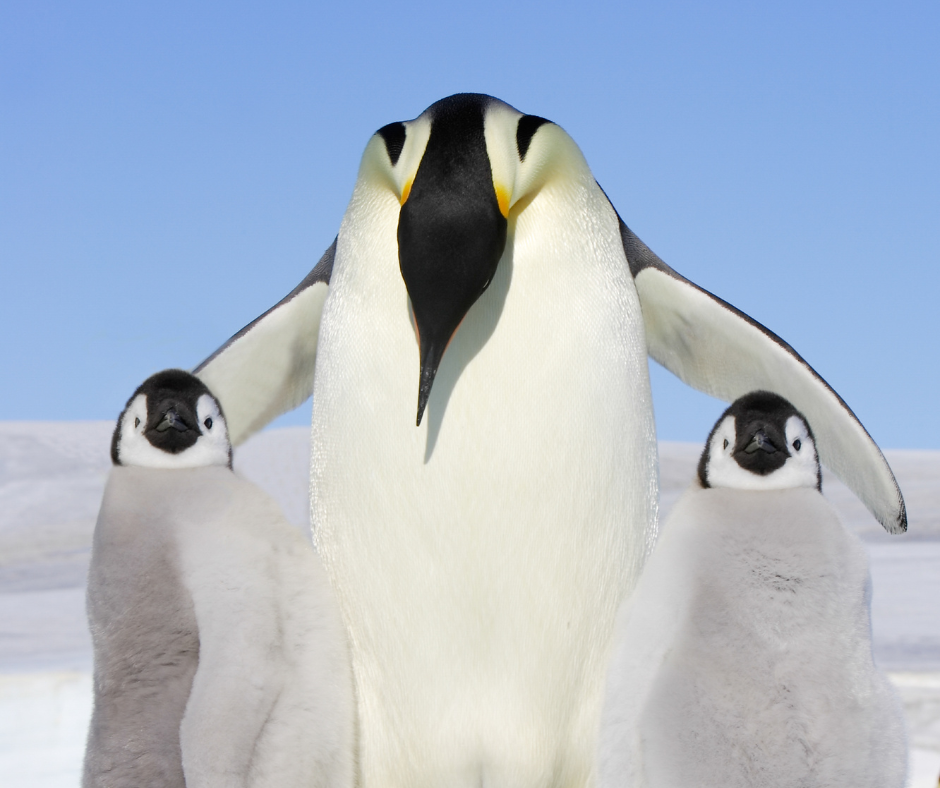 Antarctica penguins